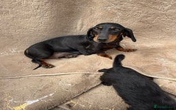 Doxiepoo dogs for sale: Daxi poos - Image 20