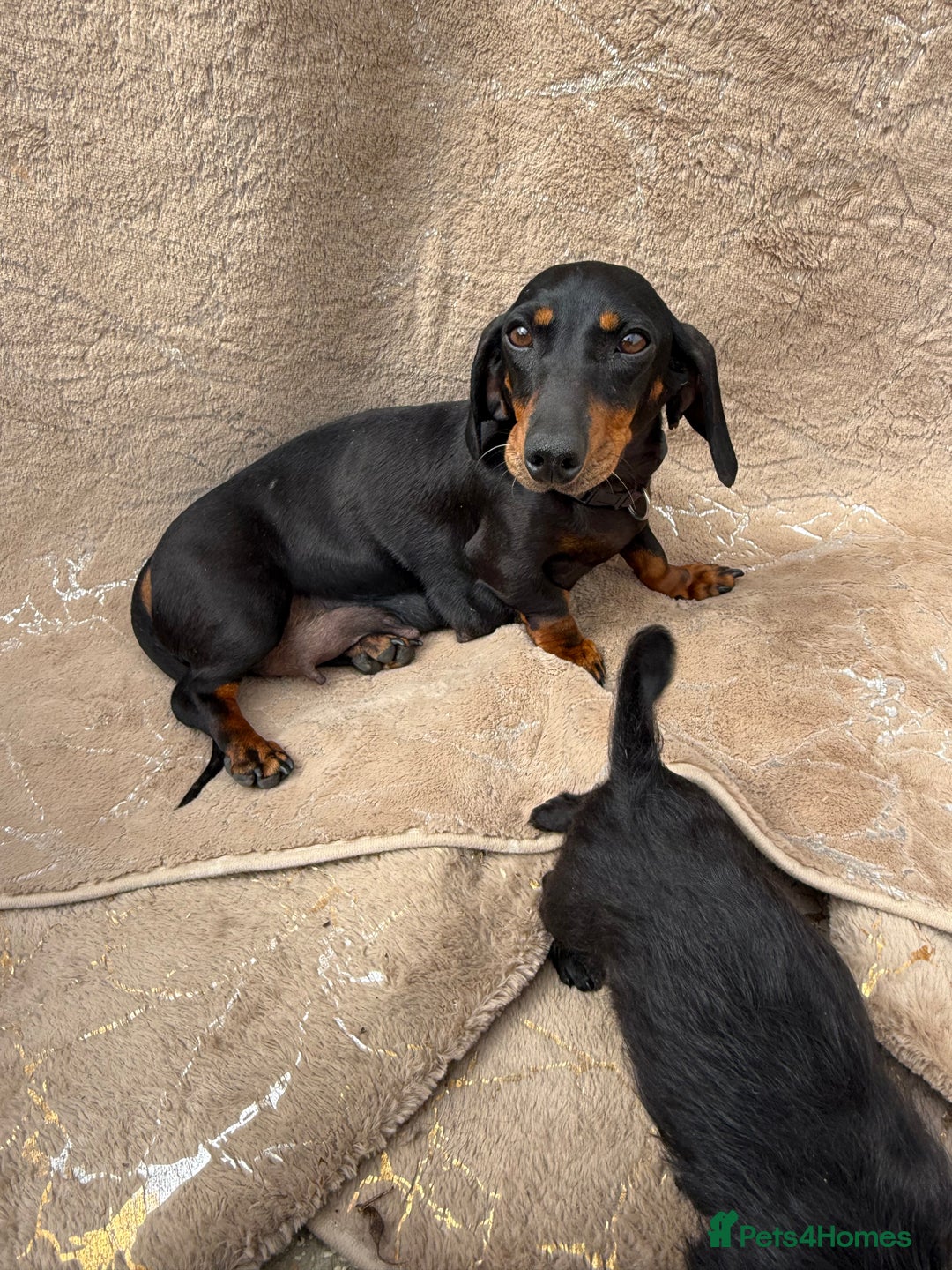 Doxiepoo dogs for sale: Daxi poos - Image 20