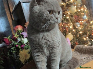 British Shorthair cats Pure British shorthair female spayed - Advert 3