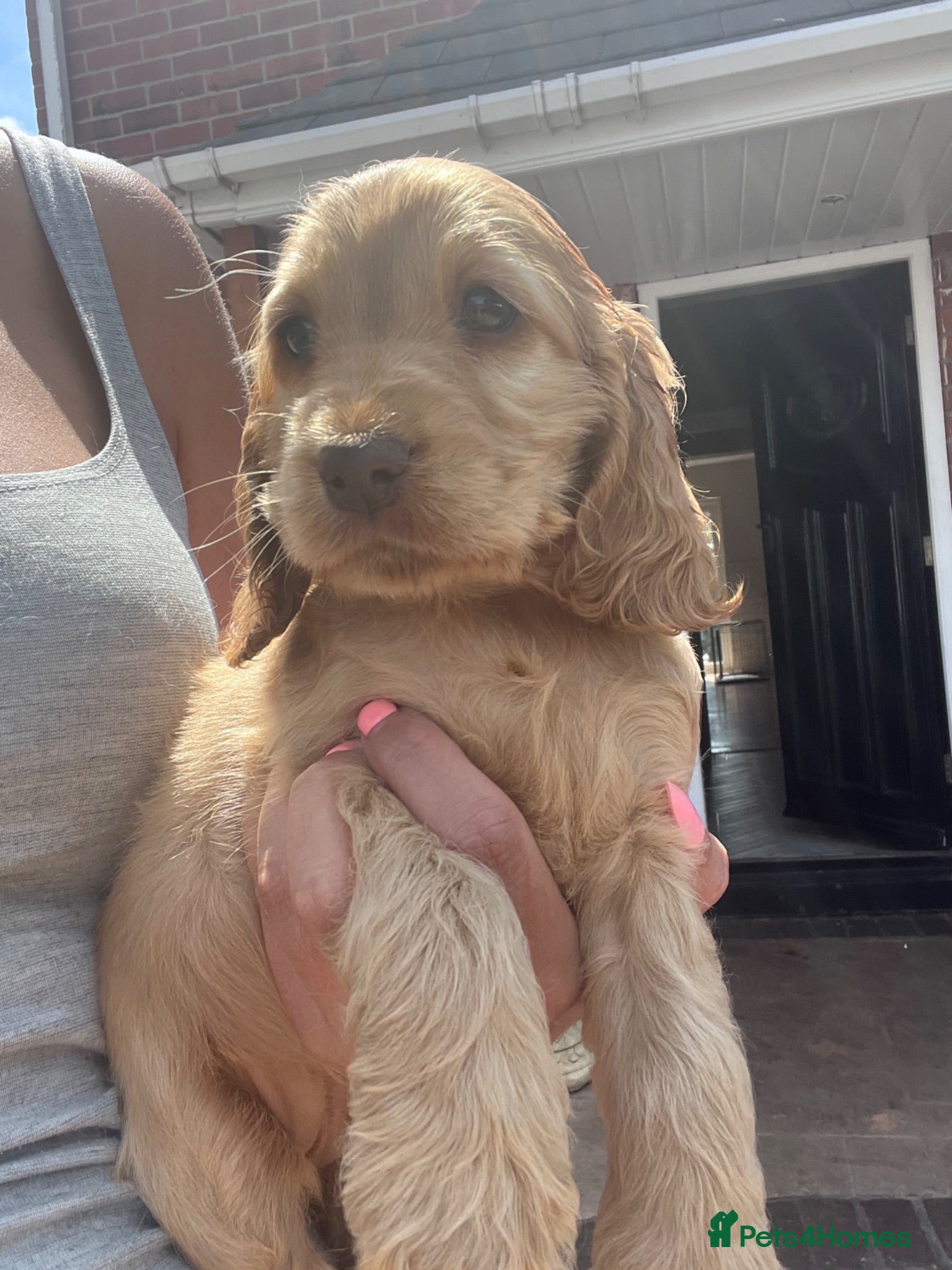 Cocker Spaniel dogs READY SOON 🐾 LAST GOLDEN GIRL 🩷  - Advert 1