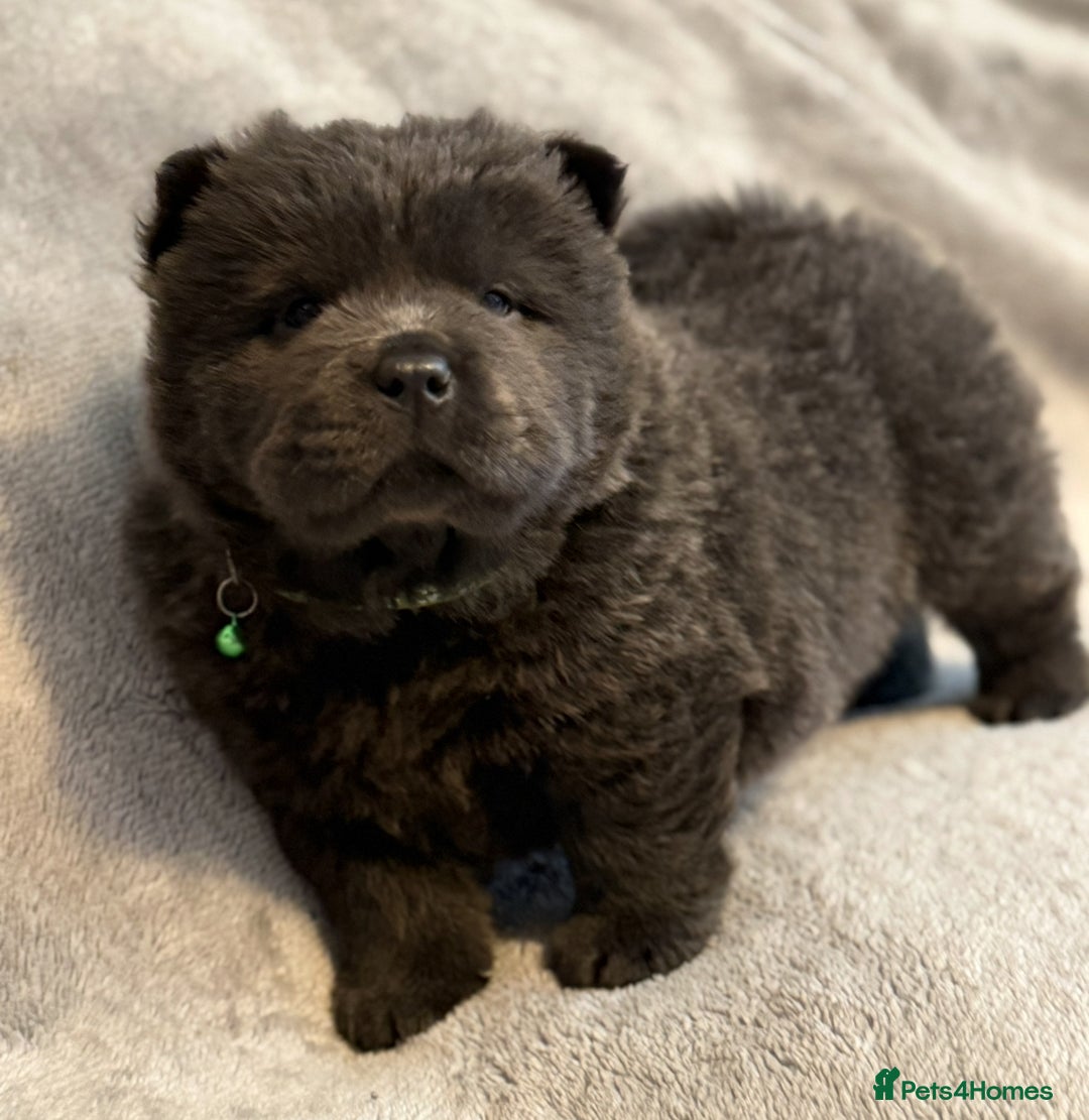 Chow Chow dogs for sale: KC Reg Chow Chow Puppies  - Advert 18