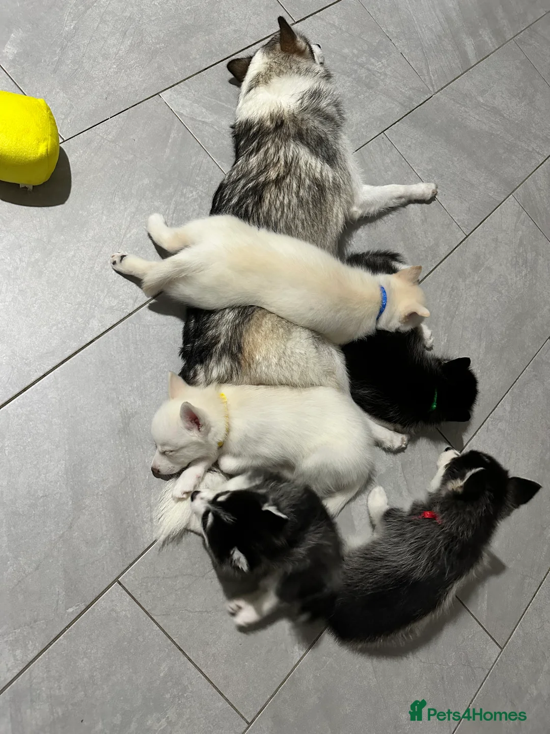 Pomsky dogs for sale: Just 2 left girls f4 pomsky  - Advert 10
