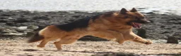 German Shepherd dogs for sale: 6 showline German shepherd pups in Maidstone - Advert 3