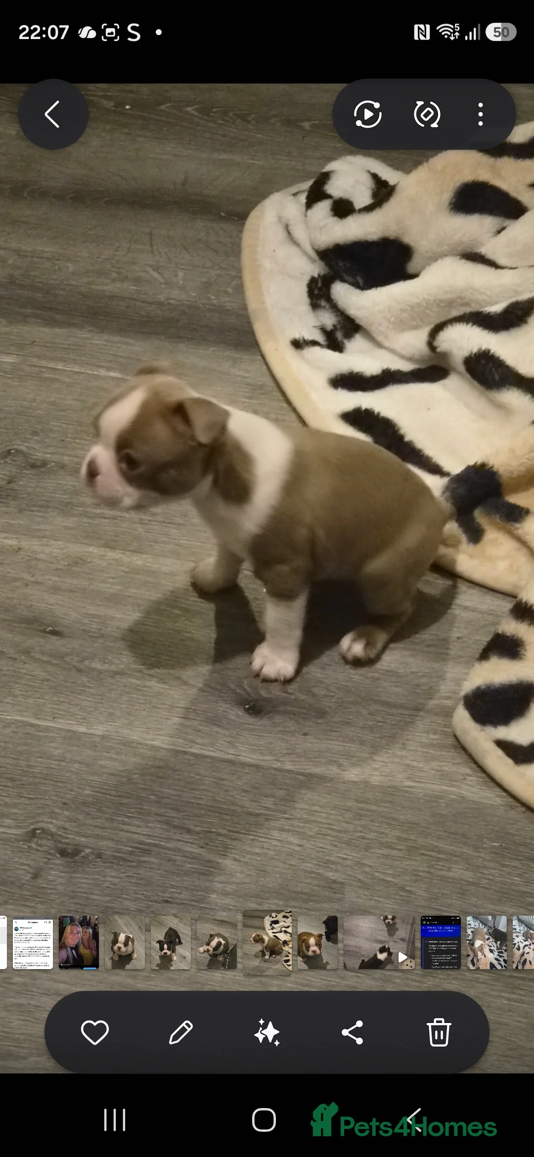 Boston Terrier dogs for sale: Beautiful boston puppies  - Advert 2