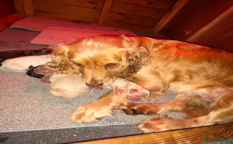 Cocker Spaniel dogs - Advert 2