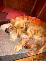 Cocker Spaniel dogs - Advert 12