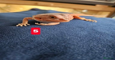 Bearded Dragon reptiles - Advert 7