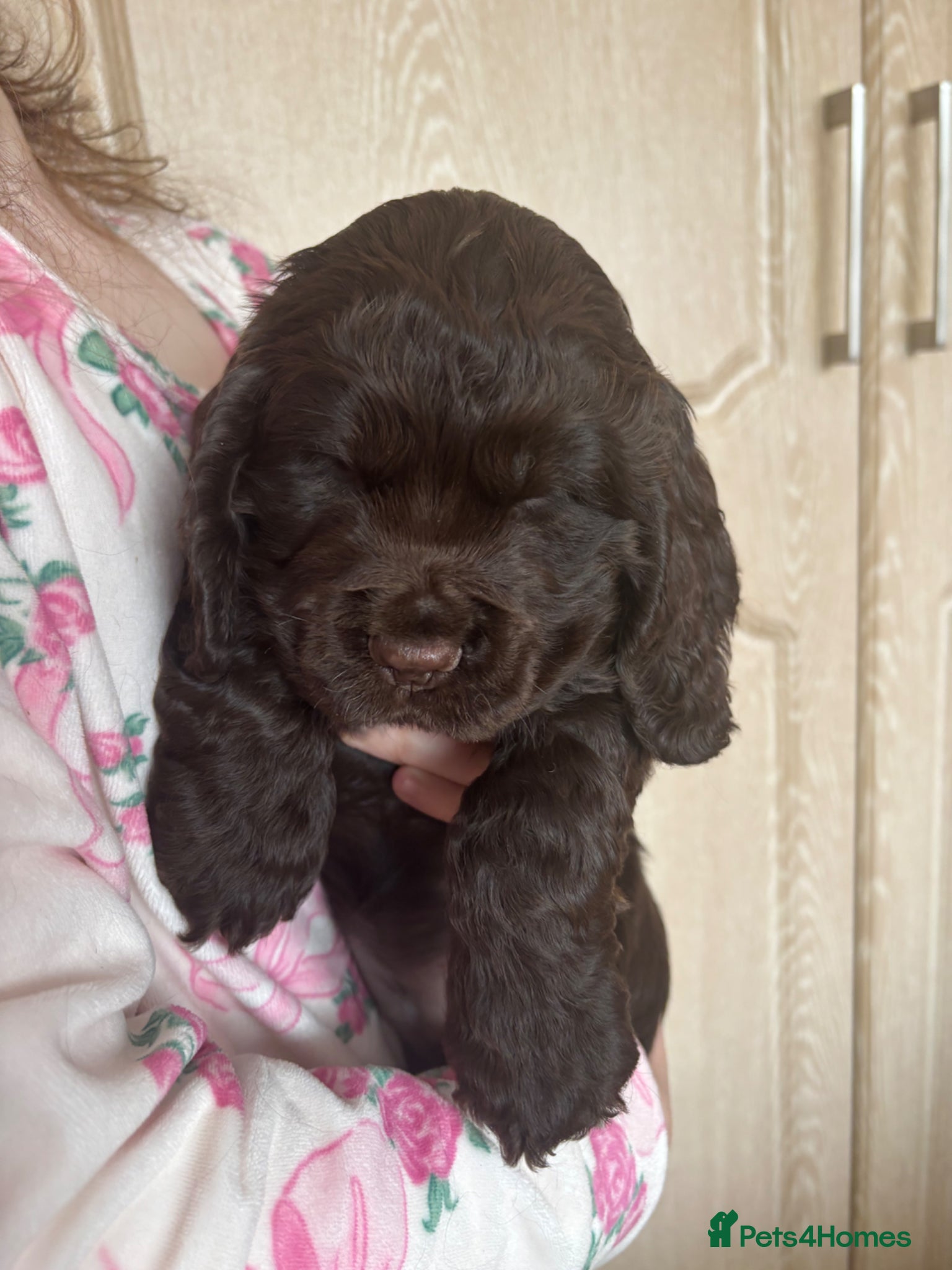 Cocker Spaniel dogs Beautiful show type cocker spaniel - Advert 4