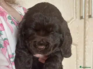 Cocker Spaniel dogs Beautiful show type cocker spaniel - Advert 4