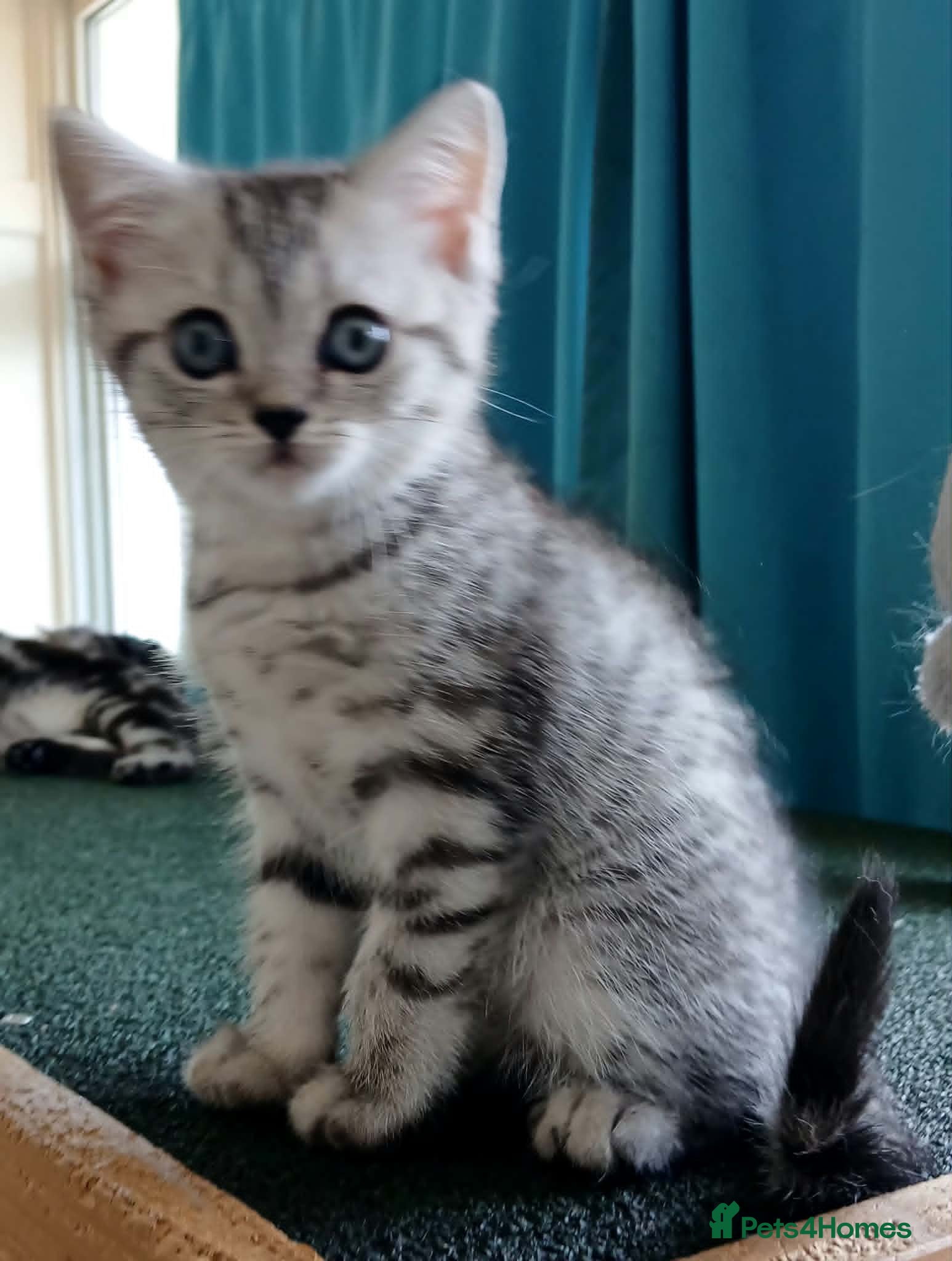 British Shorthair cats Bsh X Scotish straight kittens.  - Advert 4