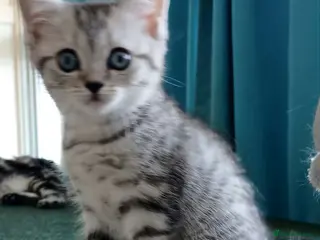 British Shorthair cats Bsh X Scotish straight kittens. - Advert 4