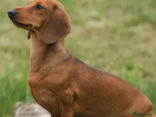 Dachshund dogs Dachshund is not just dog is your friend forever - Advert 12