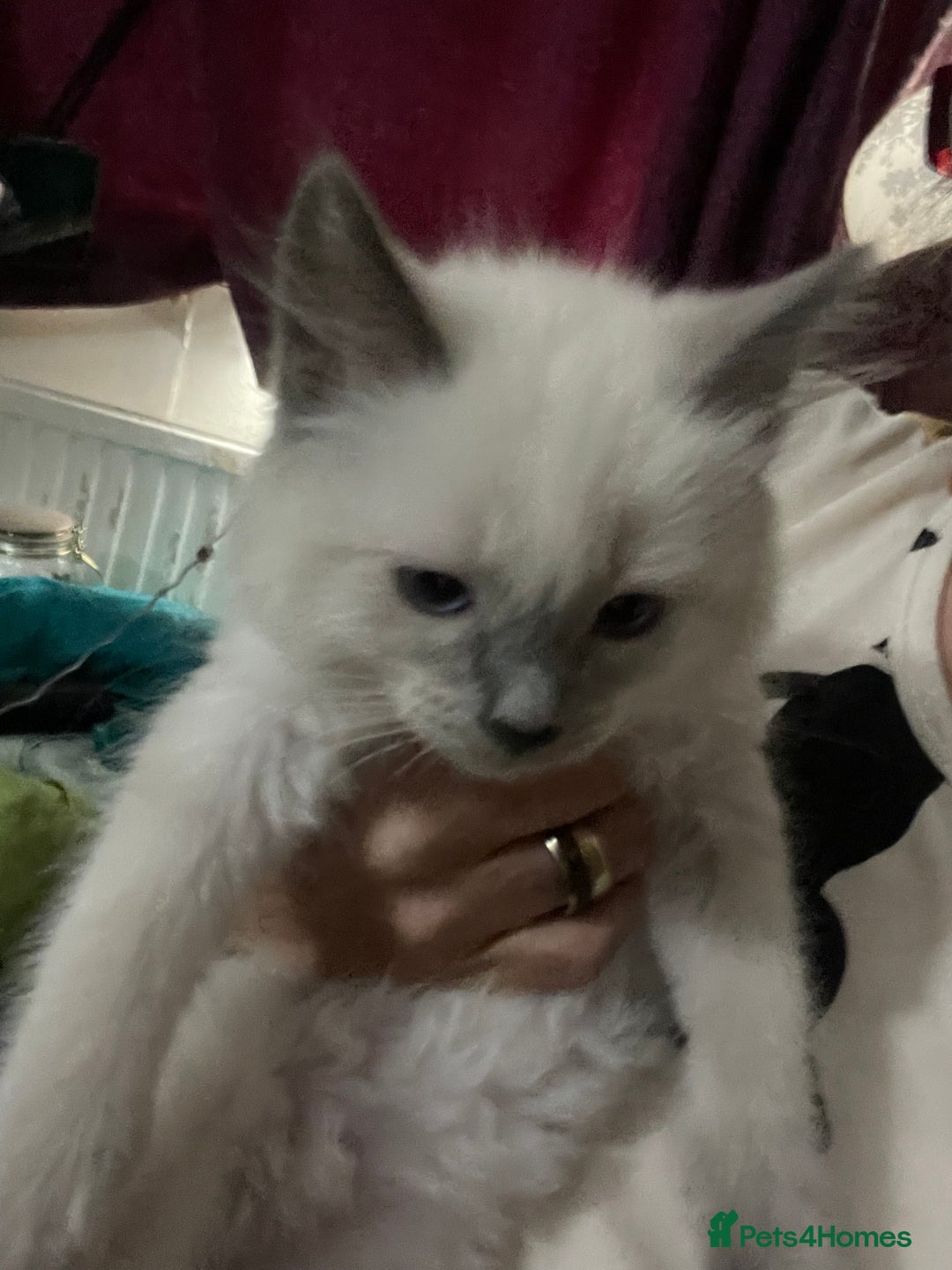 Ragdoll cats for sale: Pure breed Ragdolls  - Image 7