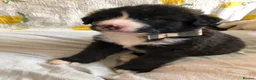 Mixed Breed dogs for sale: 1 beautiful boys left from litter of 6 - Advert 17