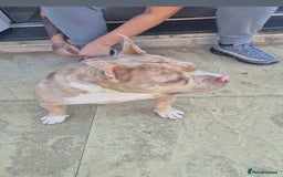 American Bully dogs for sale: American pocket bully - Image 5