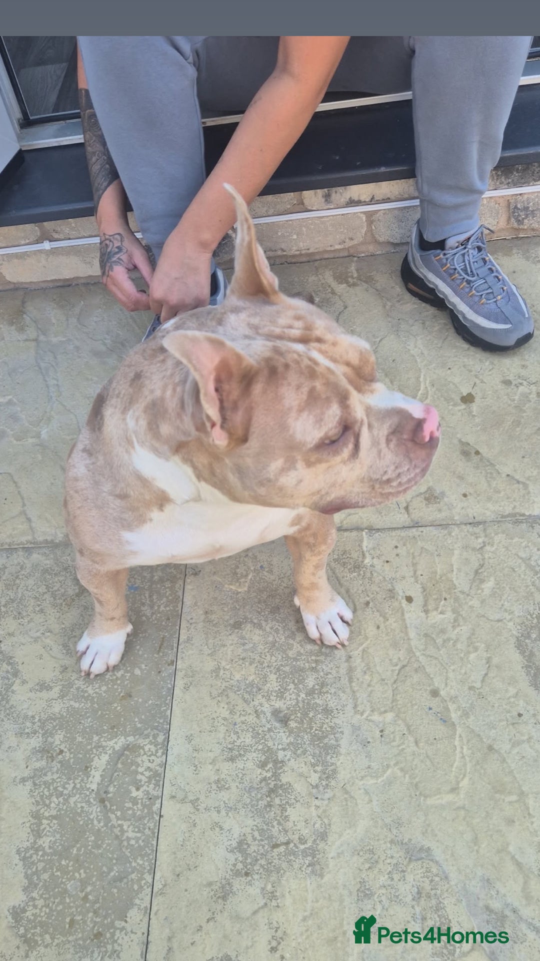 American Bully dogs for sale: American pocket bully - Image 5
