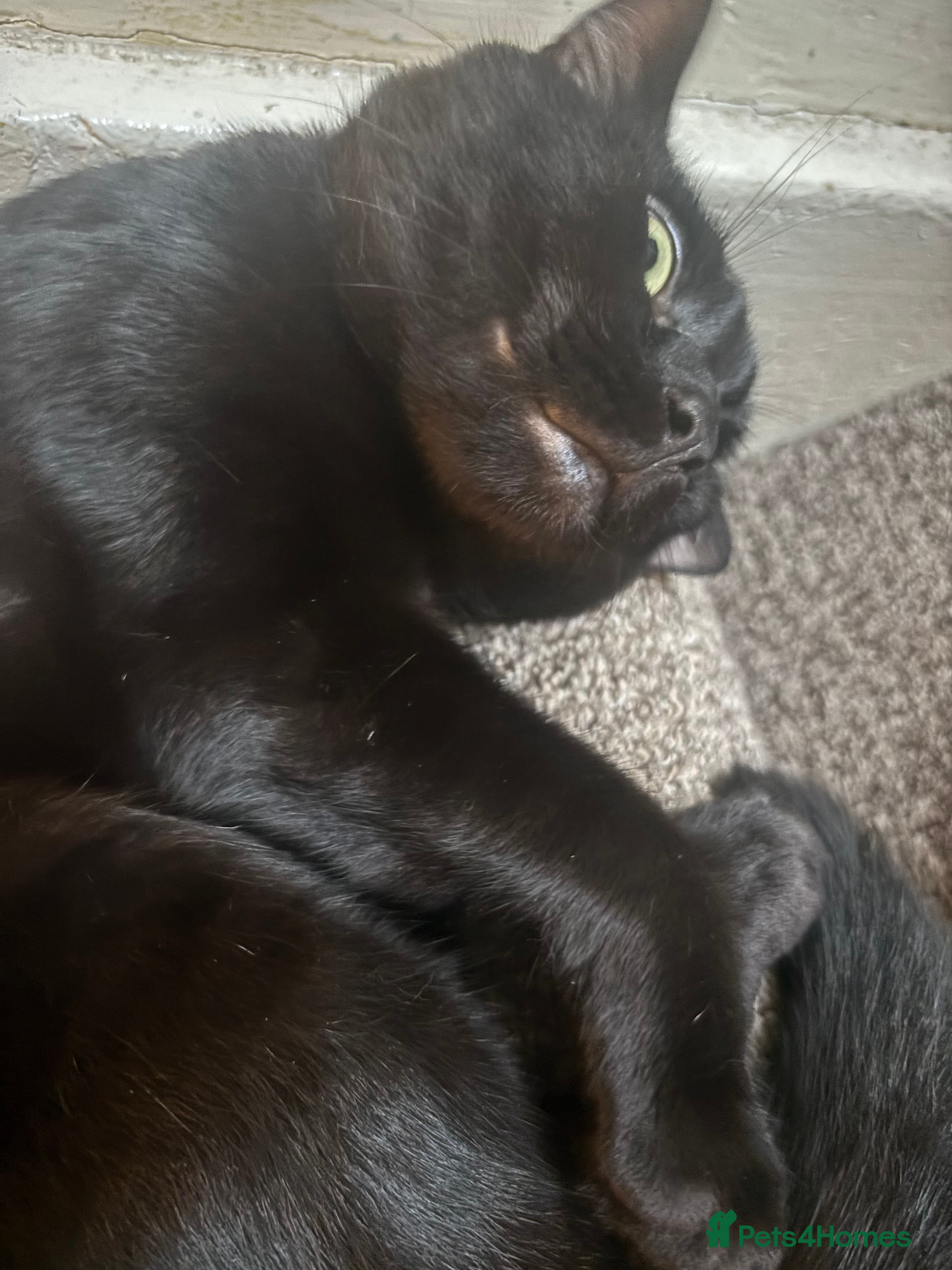 Bombay cats Bombay Cat  - Advert 10