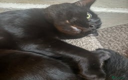 Bombay cats for sale: Bombay Cat  - Image 1