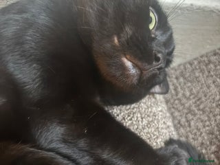 Bombay cats Bombay Cat - Advert 7