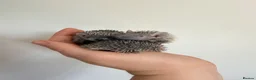 Pygmy Hedgehog rodents for sale: Lesser tenrecs available to reserve  - Advert 4