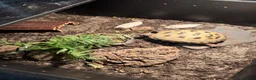 Tortoise reptiles for sale: Horsefield Tortoise  in Wantage - Advert 1