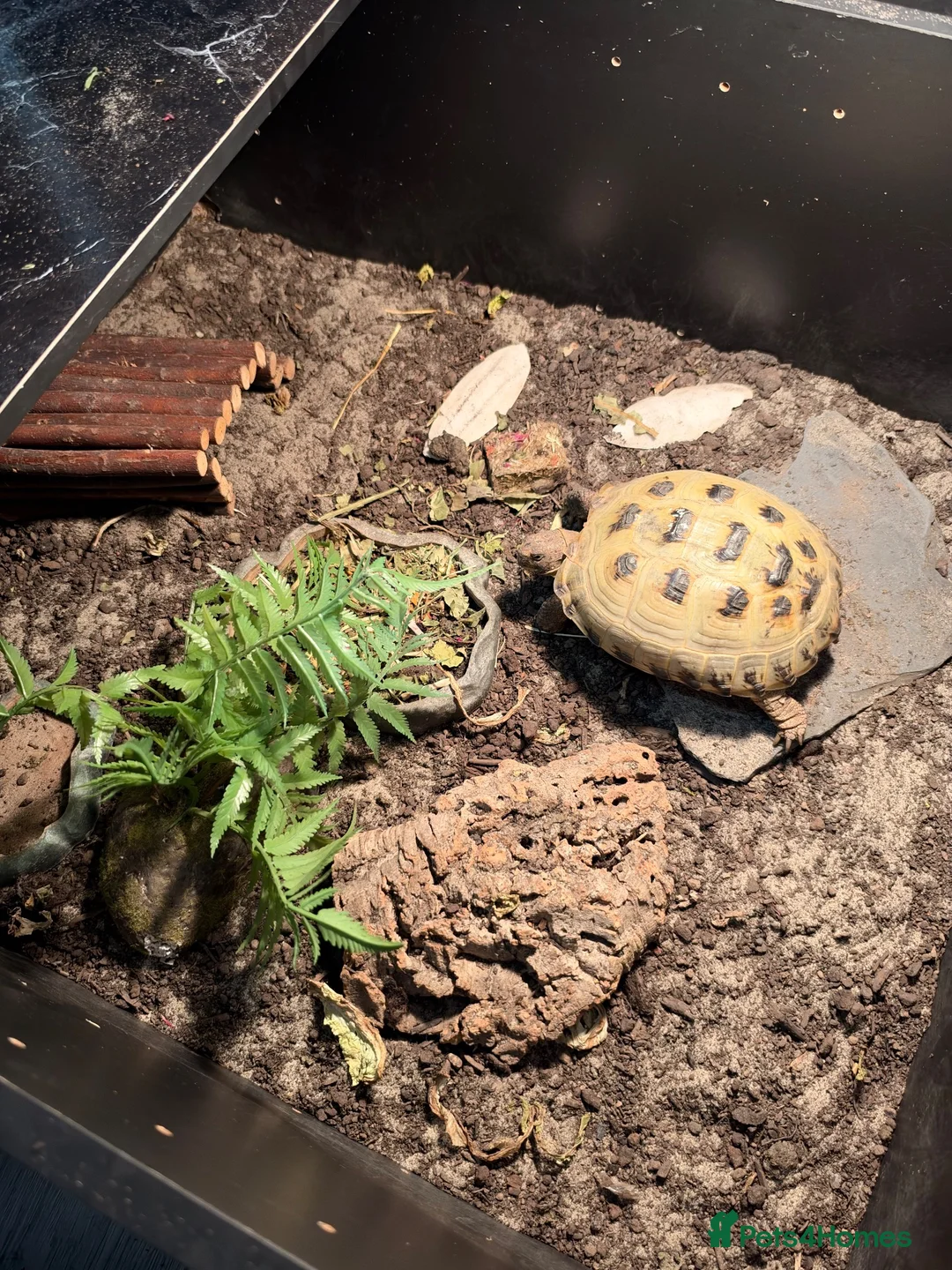 Tortoise reptiles for sale: Horsefield Tortoise  in Wantage - Advert 1