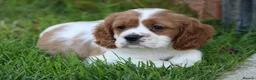 Mixed Breed dogs for sale: Playful Pugalier puppies for sale!  - Advert 15