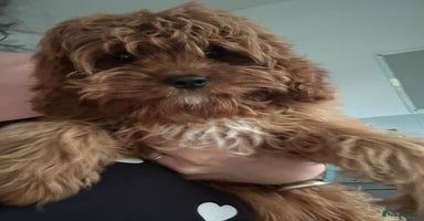 Cockapoo dogs - Advert 1