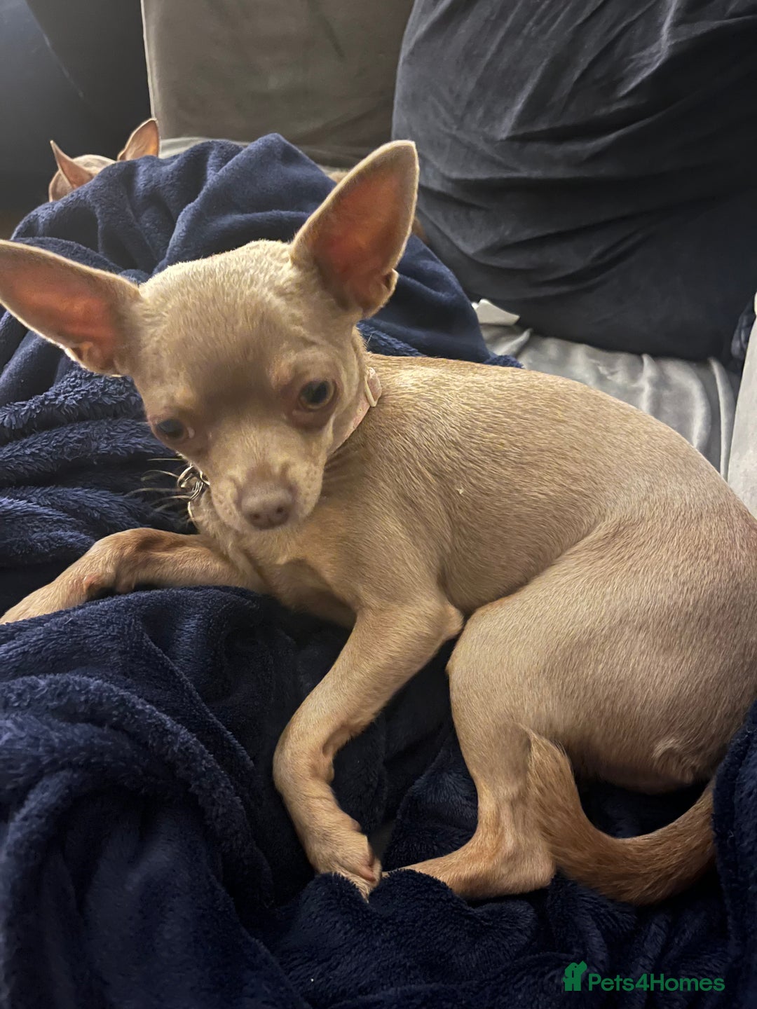 Chihuahua dogs for sale: Expecting litter24th Jan 26. Register 4 interest.  - Advert 2