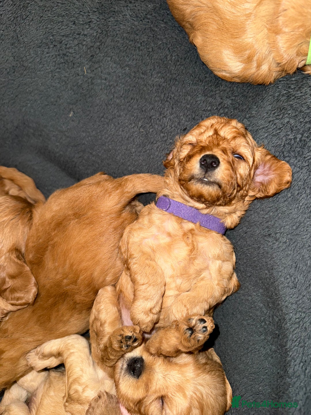 Cavapoo dogs for sale: 6 Beautiful Toy Cavapoo Girls  - Image 27