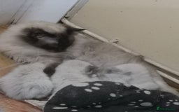 Ragdoll cats for sale: GCCF 4 kittens for sale, 3 girls and 1 boy  - Image 12