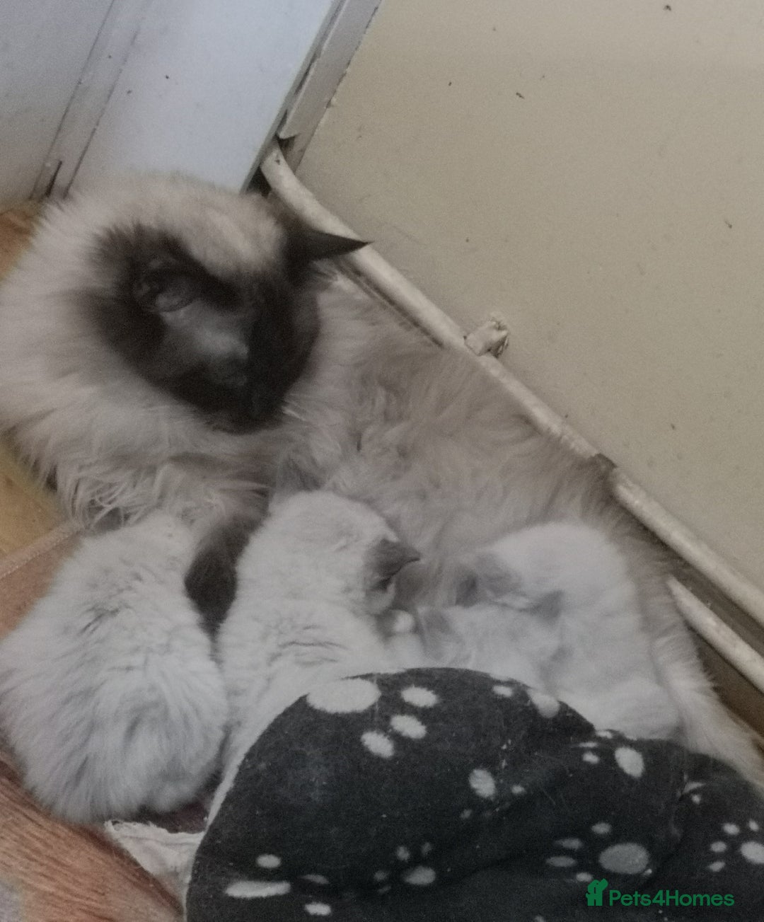 Ragdoll cats for sale: GCCF 4 kittens for sale, 3 girls and 1 boy  - Image 12