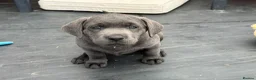 Labrador Retriever dogs for sale: KC Charcoal & Silver Labradors – Health Tested - Advert 7