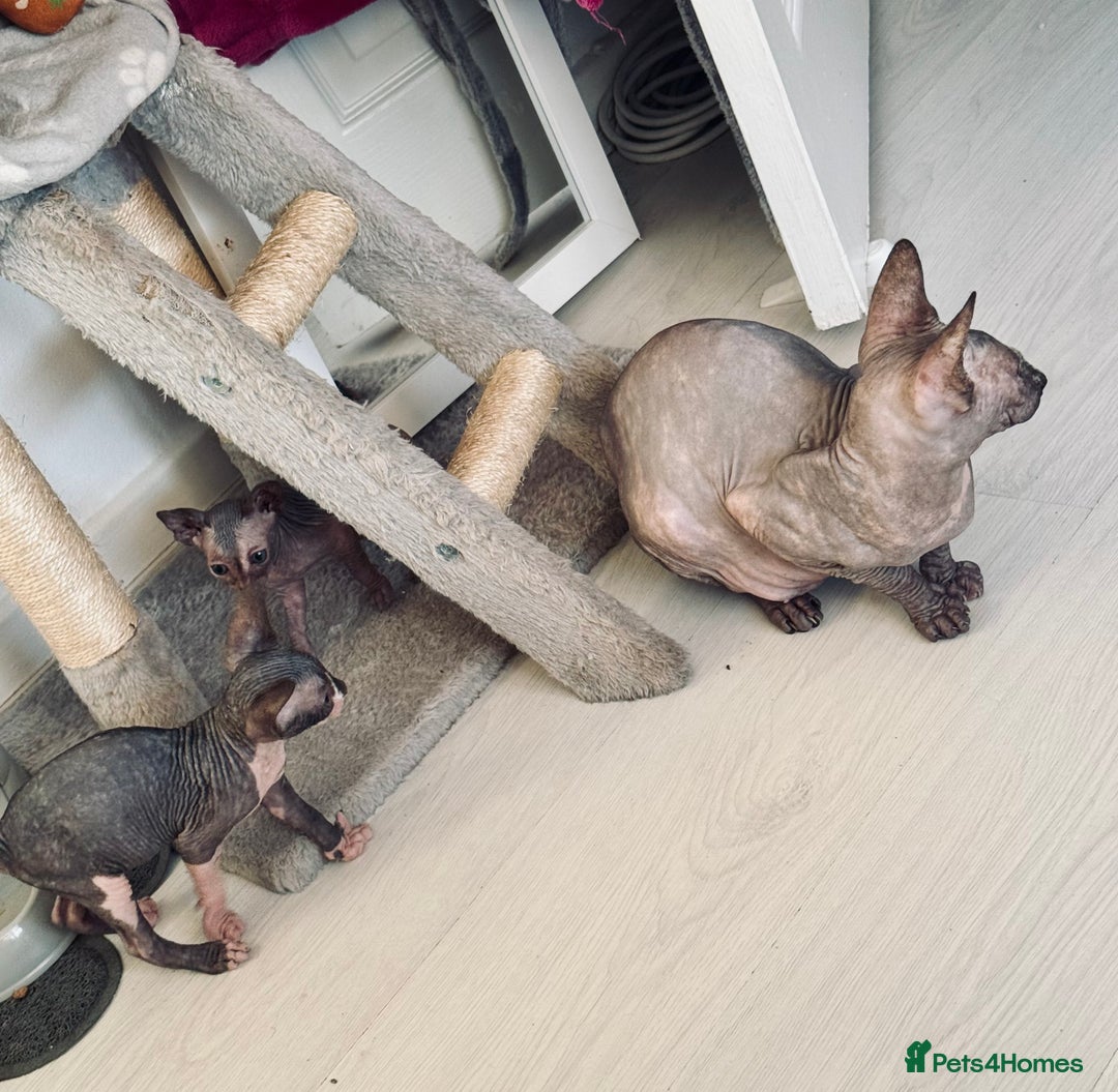 Sphynx cats for sale: 3 beautiful sphynx kittens  - Image 18