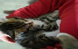Mixed Breed cats for sale: Six beautiful and playful kittens ready Sunday! - Image 11