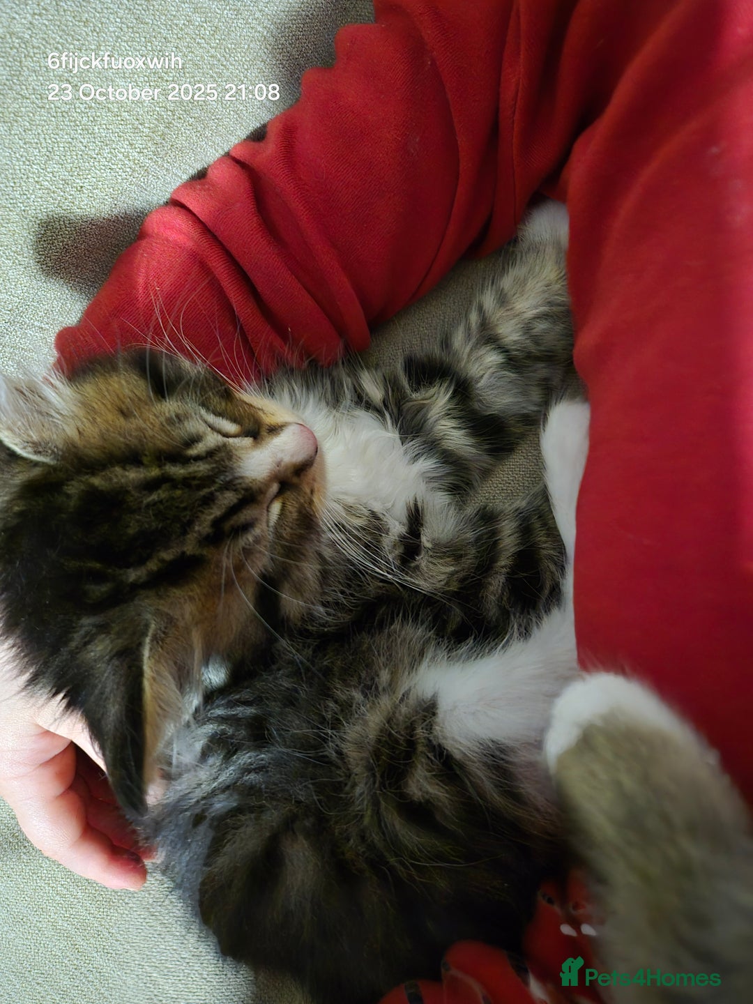 Mixed Breed cats for sale: Six beautiful and playful kittens ready Sunday! - Image 11