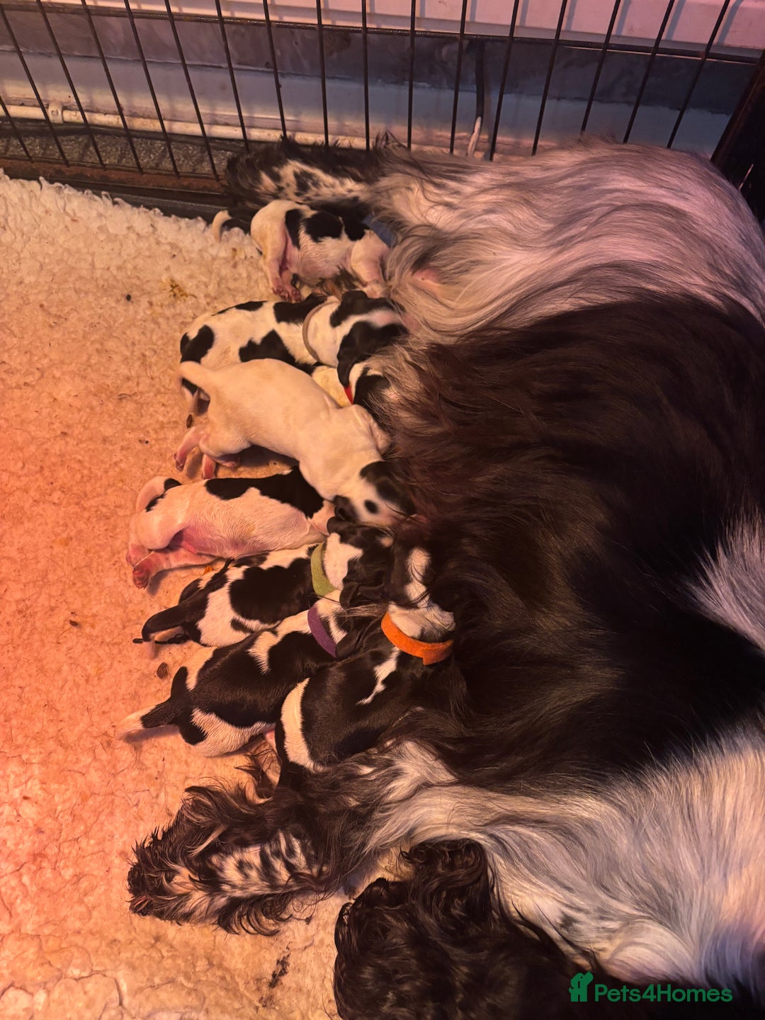 Cocker Spaniel dogs for sale: Blue Roan Show Cocker Spaniels  - Image 10