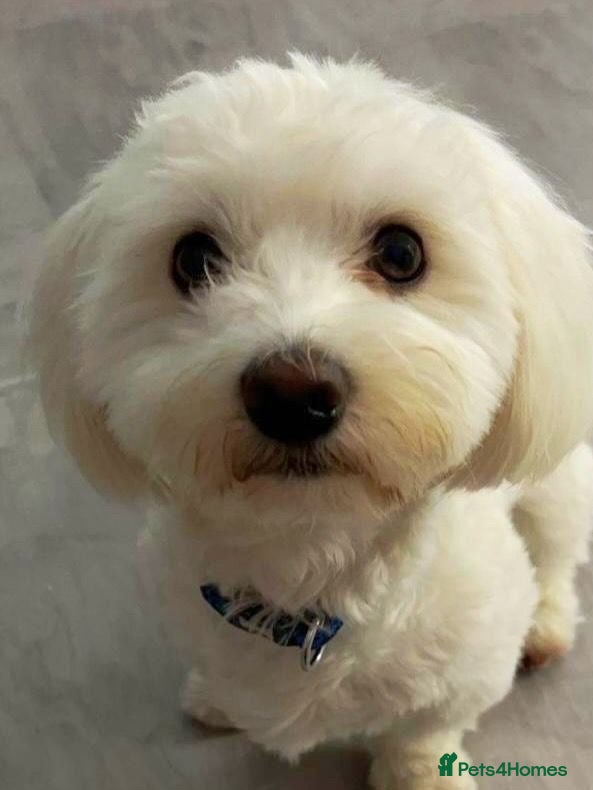 Maltese dogs Loyal Little Shadow Dog - Advert 1