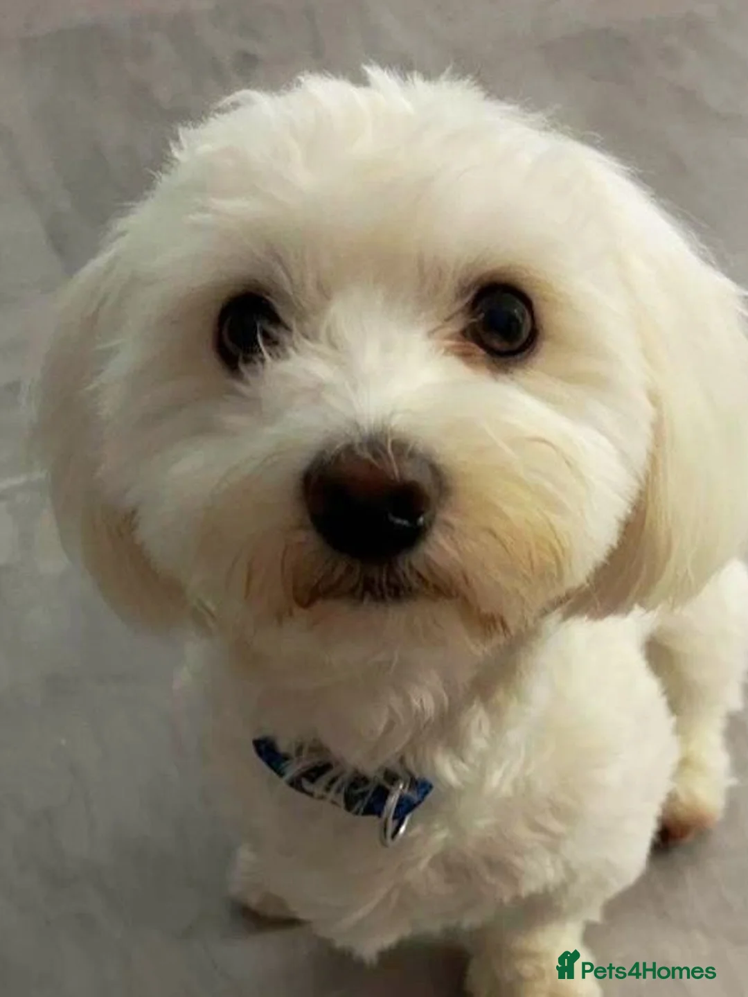 Maltese dogs for adoption: Loyal Little Shadow Dog - Advert 1