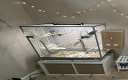 Parakeets birds for sale: Kakarikis for sale - Image 6