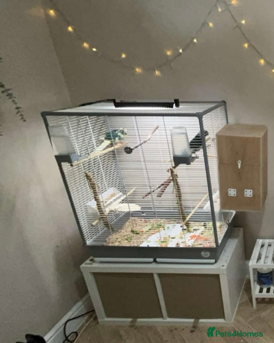 Parakeets birds for sale: Kakarikis for sale - Image 6