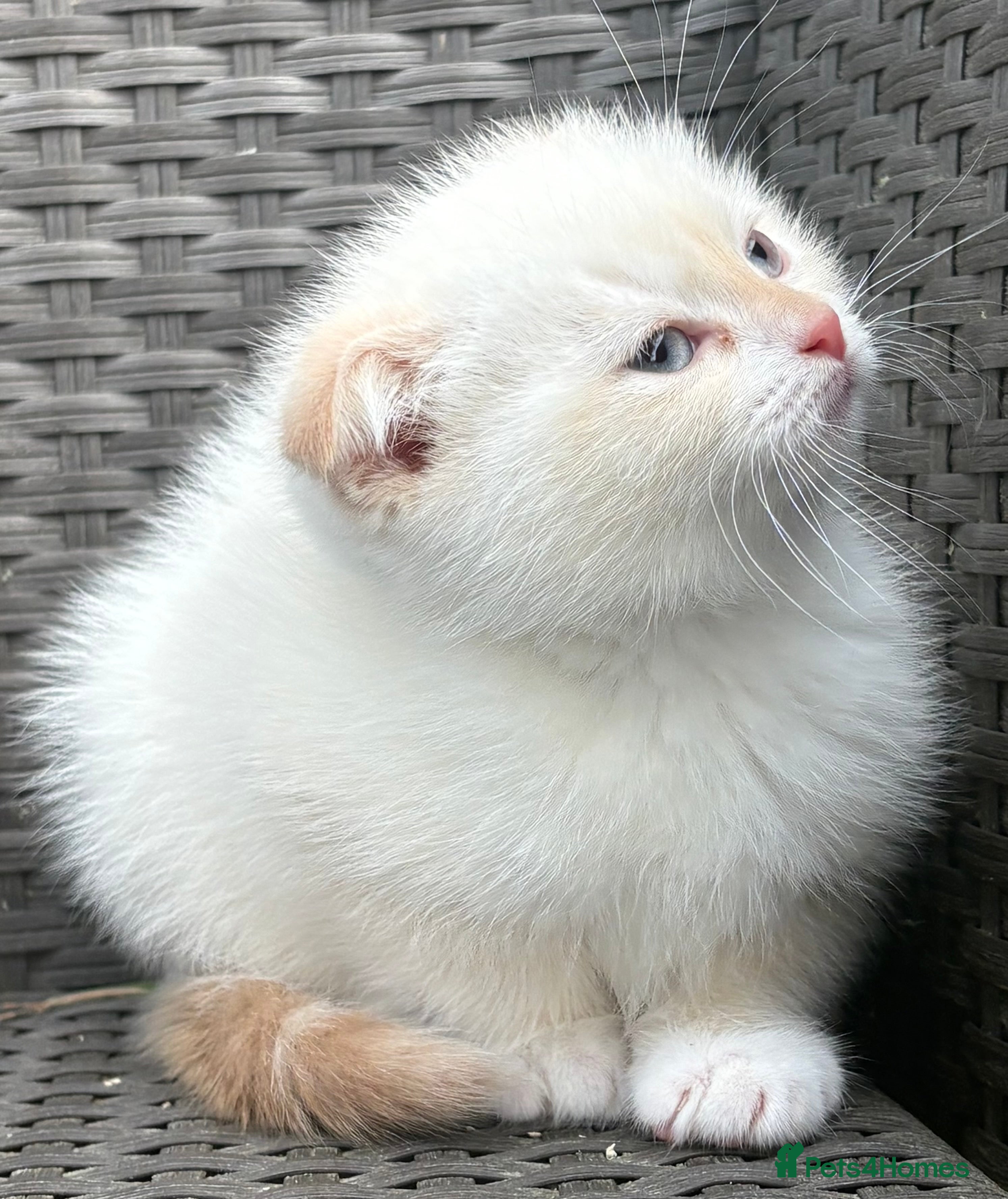 Scottish Fold cats Scottish fold male kitten - Advert 4