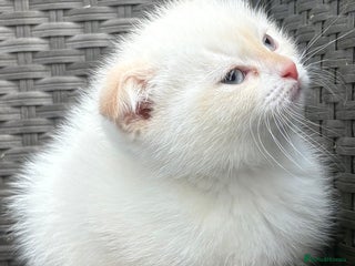 Scottish Fold cats Scottish fold male kitten - Advert 4