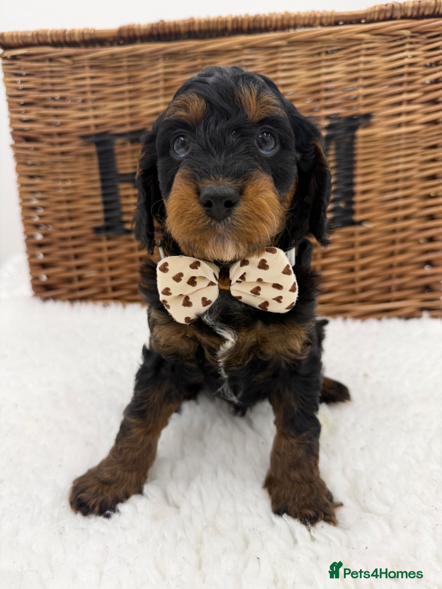 Cavapoo dogs F1 E ** tensively health tested toy cavapoos  - Advert 6