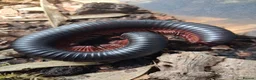 Mixed Breed invertebrates for sale: Giant African Millipede and Tarantulas available - Advert 2