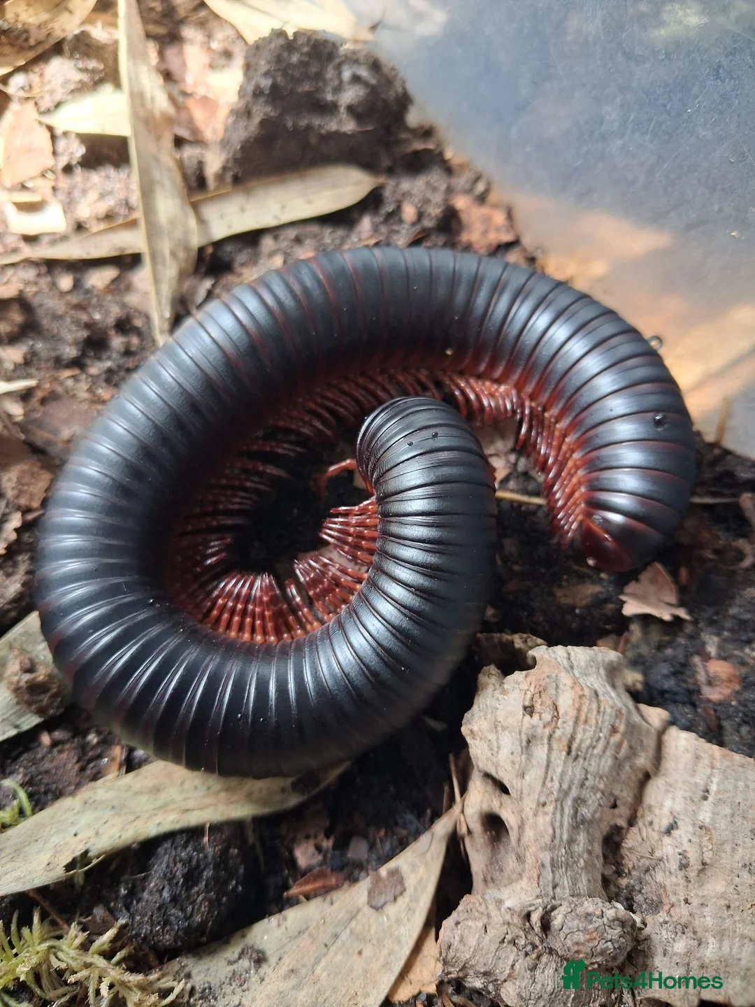 Mixed Breed invertebrates for sale: Giant African Millipede and Tarantulas available - Advert 2