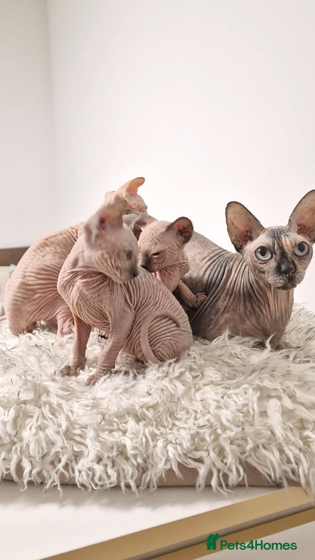 Sphynx cats Full pedigree sphynx kittens  - Advert 3