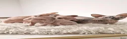 Sphynx cats for sale: Full pedigree sphynx kittens  - Advert 2