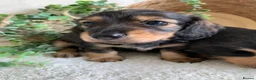 Miniature Dachshund dogs for sale: DNA TESTSED LONGHAIR MINI DACHSHUND  - Advert 7