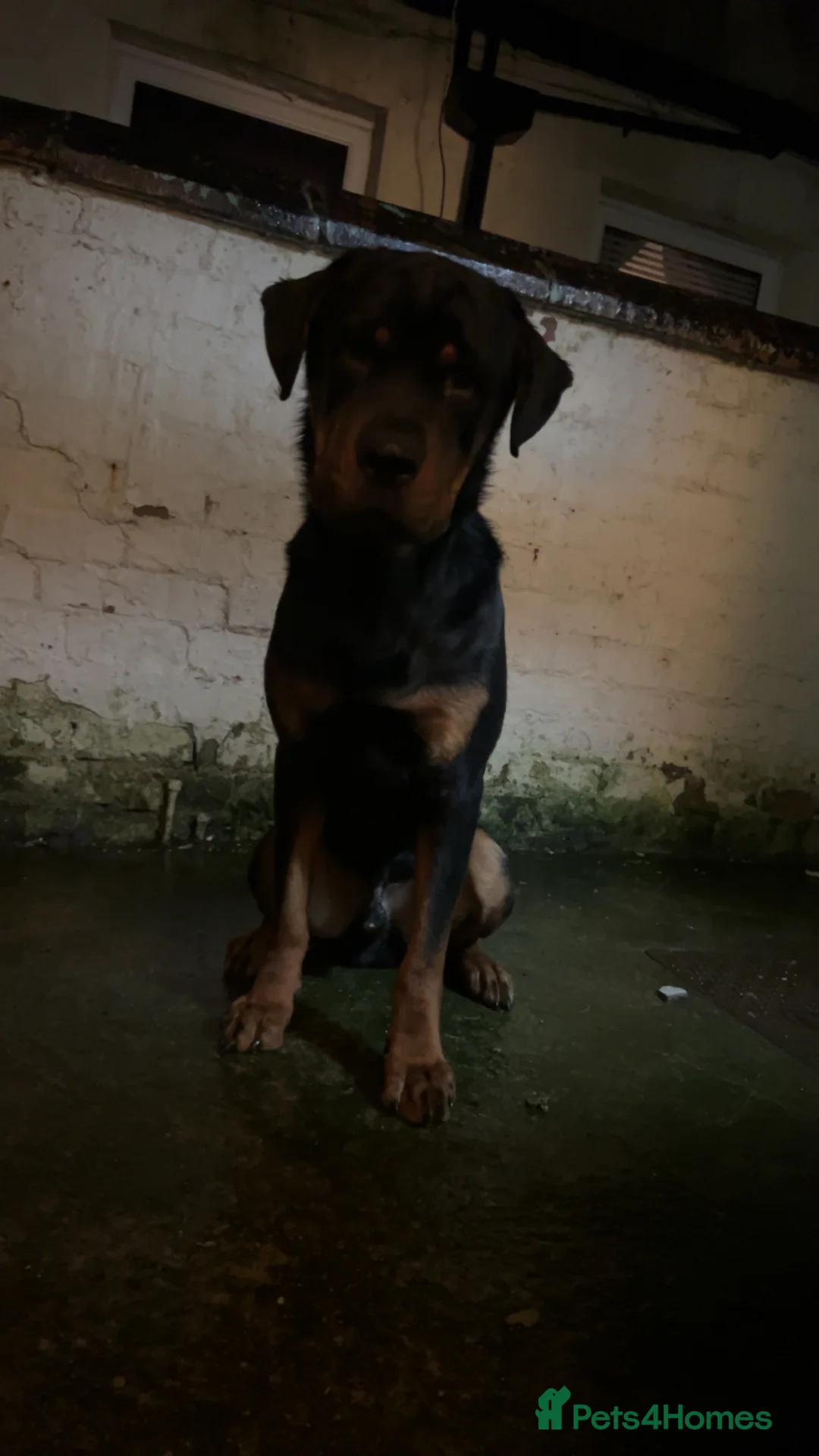 Rottweiler dogs for adoption: Kakarot - Advert 5